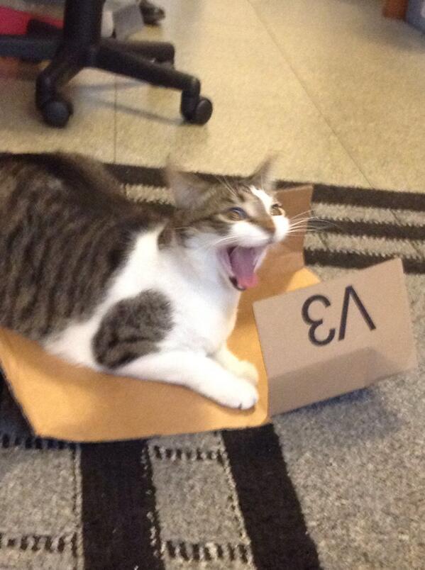 JenAndTonic7's tweet photo. @wilw Loki is pretty pumped up about this. #INTERNETNEEDSMORECATS http://t.co/rdMs8r9aMG