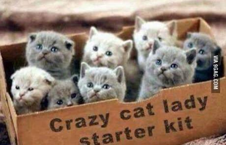 romangonzalez's tweet photo. Cat Lady Starter Kit http://t.co/bfjvAWHlPl via @9GAG http://t.co/T21KYRAy5U