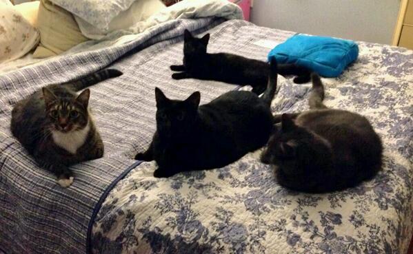 pammie823's tweet photo. My four boys waiting for their nighttime treats #INTERNETNEEDSMORECATS @wilw http://t.co/4OOxIuggUR