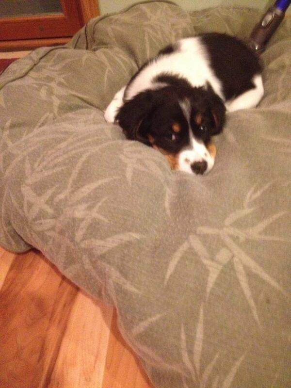 dbeckMP23's tweet photo. Parents new puppy maddie http://t.co/9qc46atQOu