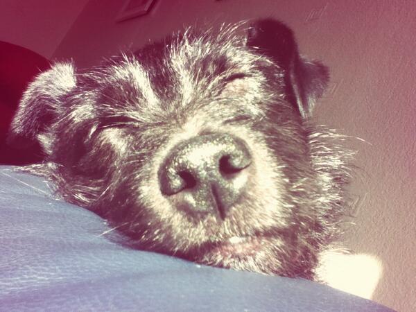 elzzeeee's tweet photo. Awh she's sleeping bless http://t.co/ygJPQ47TJJ