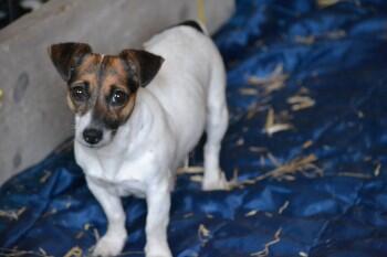 HelpFindThem14's tweet image. Penny a JRT is still missing since Dec 13 #Trofarth N Wales. #HelpFindThem Have U taken in a dog like this?