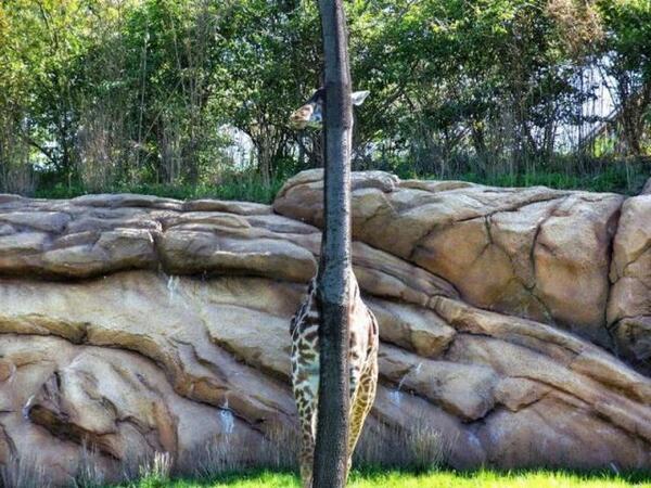 LvObservateur's tweet photo. Au #Danemark, dans les zoos, les girafons se cachent dorénavant. #mariusgate http://t.co/tbcXyJONrL