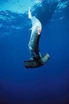 SharkGregNorman's tweet image. Imagine having ur arms &amp;amp; legs cut off for someone to make soup out of &amp;amp; told to go back and live your life? @wildaid