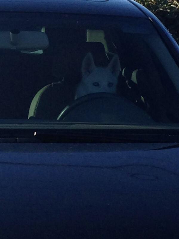 LightningHusky's tweet image. Thought I would go for a car ride