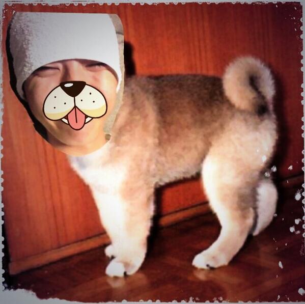 mhk_kk's tweet photo. また、実習が始まる(泣)
毎日家に帰ったらこいつが玄関で『わん！』って待っててくれてら頑張れるのになぁー。笑 http://t.co/ub8TiScYwu
