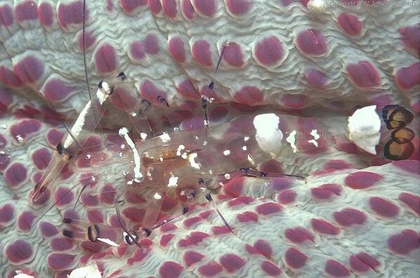 picsoftheocean's tweet photo. A Sea Anemone Shrimp http://t.co/Rbz4O46AEP