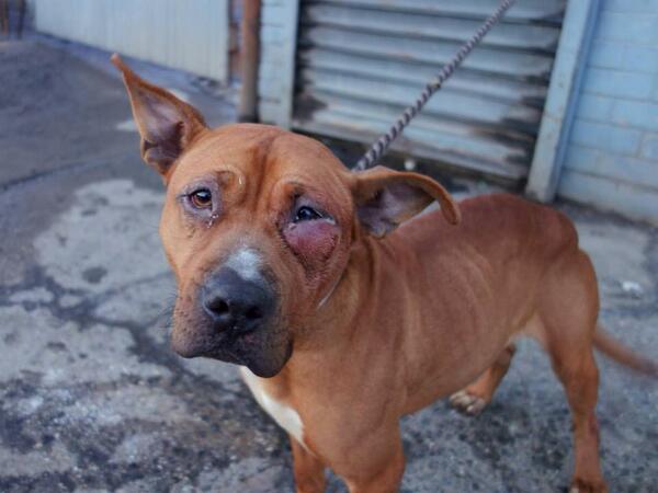 southernpride50's tweet image. SUPER URGENT 2/15🆘BROOKLYN CTR🆘BROWNIE A RED PIT MIX 4 YRS OLD🆘SWOLLEN INFLAMED EYE-VET ASAP🆘facebook.com/photo.php?fbid…🆘
