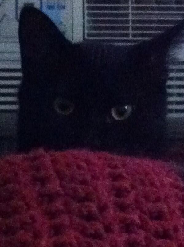 loucks_joan's tweet photo. @wilw say hi to Douglas #INTERNETNEEDSMORECATS http://t.co/L4xTIF17WP
