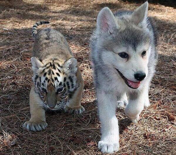 _Paisajes_'s tweet photo. Cachorros de tigre y husky. Preciosidad. http://t.co/bYyEgRUqRW
