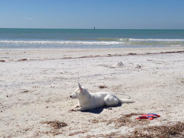 LightningHusky's tweet image. Beach day #husky