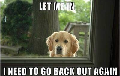 GuyRelated's tweet photo. Dogs be like http://t.co/fxUUwwUgPg
