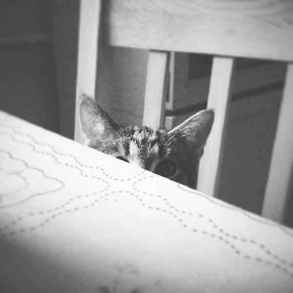 brzydko_com's tweet image. Przypomniało nam się do czego służy internet i publikujemy zdjęcie kotka. #kotek #wiktor