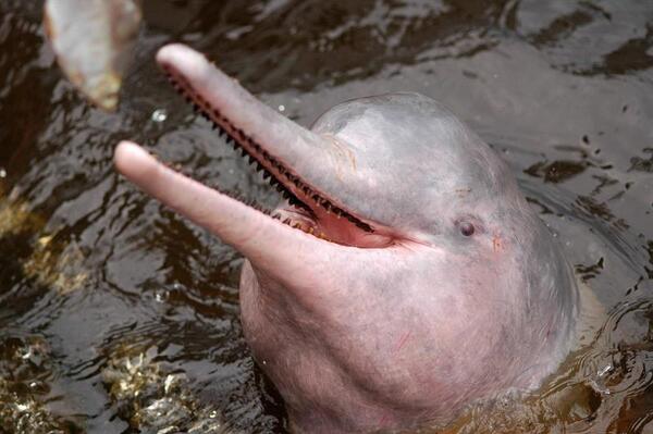 ecuavisa's tweet photo. Delfín rosado del Amazonas en riesgo por su uso como carnada http://t.co/RGSx2zbmyj http://t.co/f6EEBeEQ8P