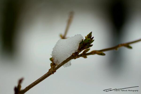 CTadlockPhoto's tweet photo. Snowy day at Greenlake! Taken a week ago. http://t.co/9iz1HDYE3W