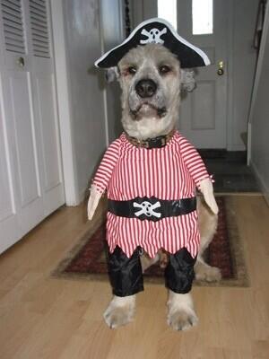 DogsDressedUp's tweet photo. But why is the rum gone?! http://t.co/z93OvyTv02