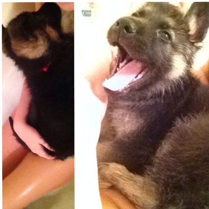 Well somebody liked bath time! Hahah http://t.co/yJsgTqYudS<a href="/tag/dead"class="tags"><span>#dead</span></a>