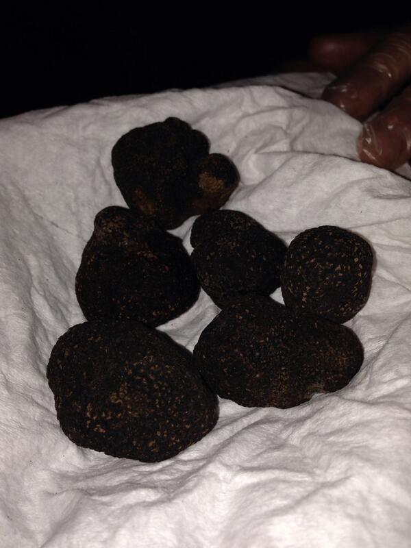 #TruffleShuffle wins over reds &amp; chocolate. <a href="/RemyWines/">Remy Wines</a> @theeyrievineyards