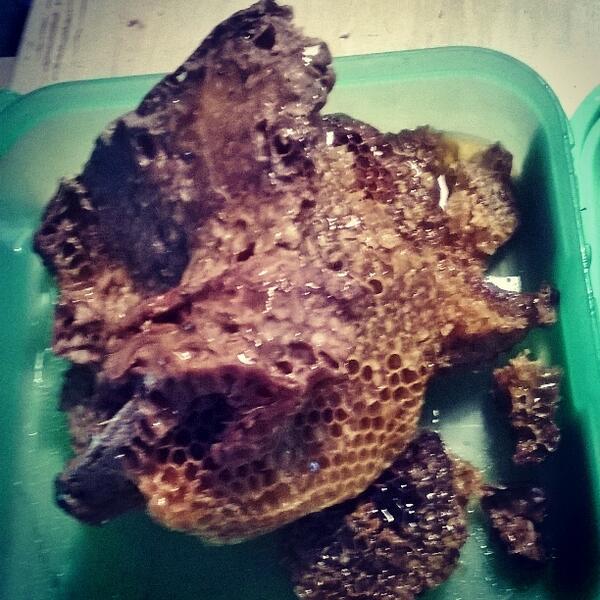 Go on, tell me how good this honeycomb looks. #brains