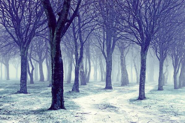 Awesome winter forrest!