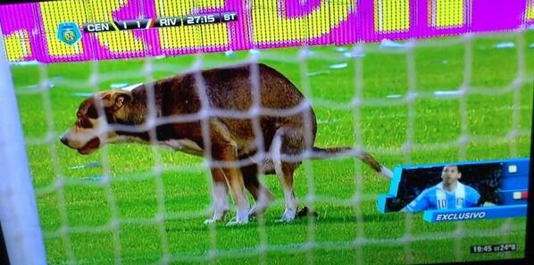 C5N's tweet photo. [FÚTBOL] ¿Suerte para quién? Un perro defecó en la cancha mientras se disputa el partido de #Central - #River [FOTO] http://t.co/i3NbpJAFh5