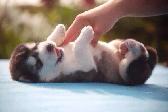 Husky puppy tickles