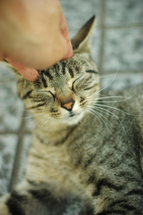 I meet a special friend outside <a href="/JasperCatty/">jasper</a> and decided to give him some food