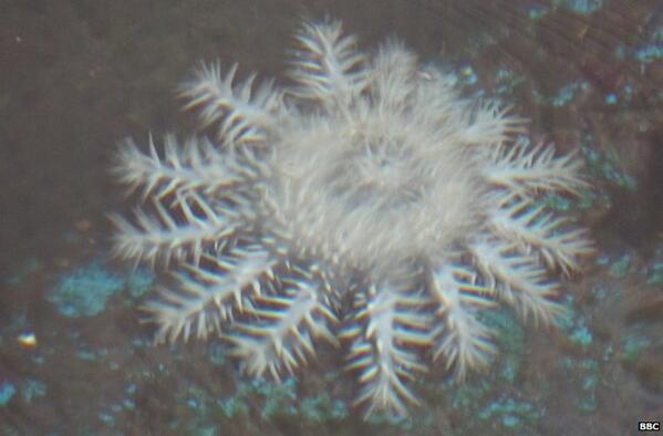 BBCNewsAsia's tweet photo. Killer starfish are eating their way through Australia's Great Barrier Reef http://t.co/OF51dctWut http://t.co/wfWIwGf1Jl