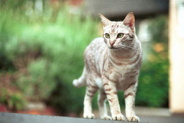 My cat  <a href="/JasperCatty/">jasper</a> is the most cutest cat I've ever had I'm going to take so much care for him love u