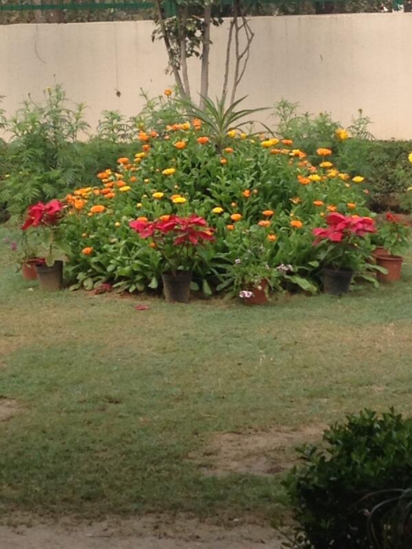 GuneetOhri's tweet photo. Ridge Valley School- flowers like the students are in full bloom. http://t.co/I3jZOWMs4q