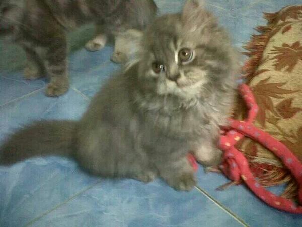 DiexaIp's tweet photo. Galau euy liat nie foto,mupeng :( http://t.co/VLS2wxaSFm