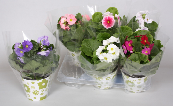 RoselifeBV's tweet photo. Vanaf a.s. woensdag bij @plussupermarkt: 2 stuks Primula Obconica voor € 3,99! Verkrijgbaar in diverse kleuren! http://t.co/kbHVPDlIjq