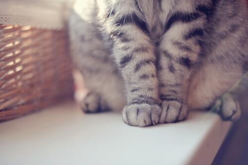 VodafoneIT's tweet photo. "Un #gatto può risolvere un po’ tutto facendo le fusa." (D. McRohan) #GiornataInternazionaledelGatto http://t.co/9JNNcMYwtO