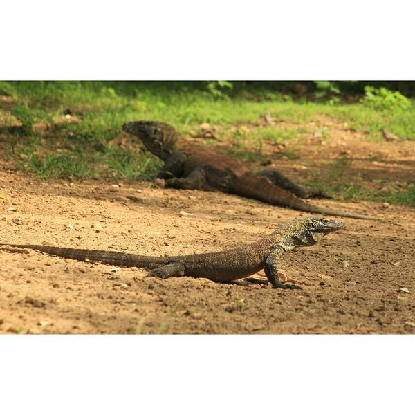 Bikin film sama komodo? Berani? 😅