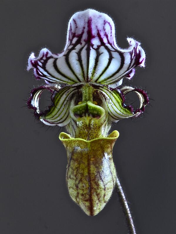 indiainpix's tweet photo. The state flower of #Arunachal Pradesh and #Meghalaya, the exquisite Lady's Slipper orchid. (pic: Vishu Singhania) http://t.co/fIIuV6ijgs