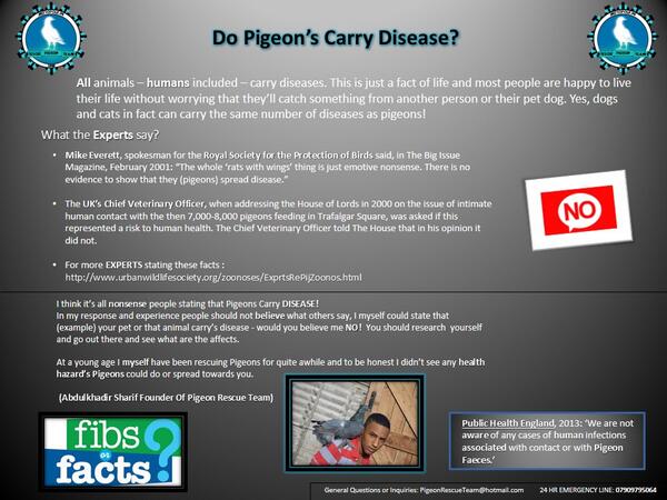 Do Pigeons Spread Disease?