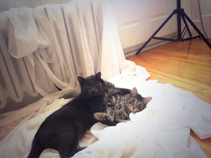 Awwwww my cats wanna be in my video set.... ;) http://t.co/fGD63mAe5Y<a href="/tag/selfie"class="tags"><span>#selfie</span></a>