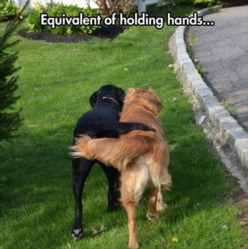 Lovabledog tweet media