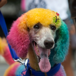 Photo by Torontodogs.com (@torontodogs_com)