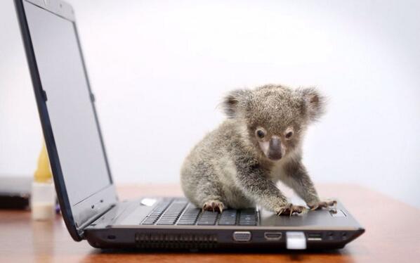 Cute Baby Animals (@allbabyanimals) on Twitter photo 