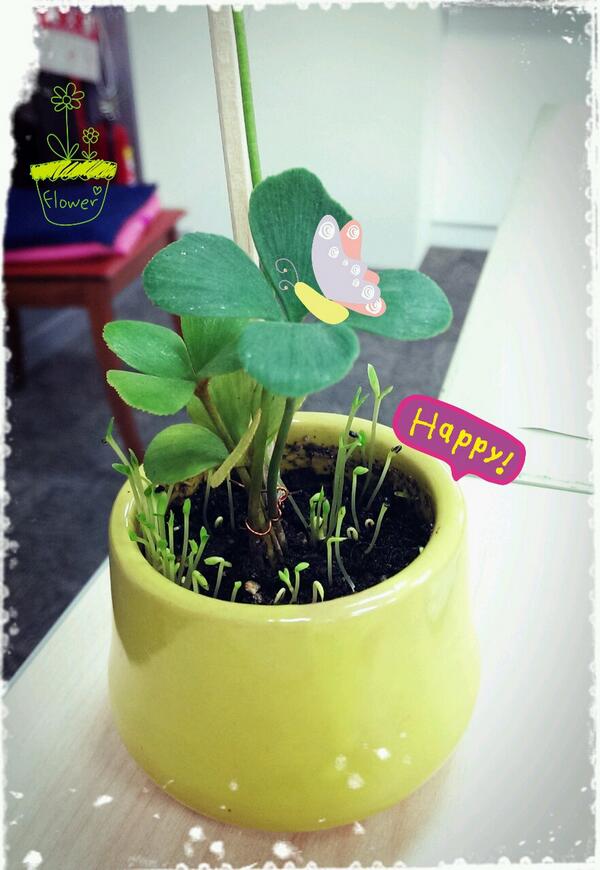 rubylu0530's tweet image. 來自星期一的Blue～～～
看見嫩芽一株株“碰”出來,真開心🌱