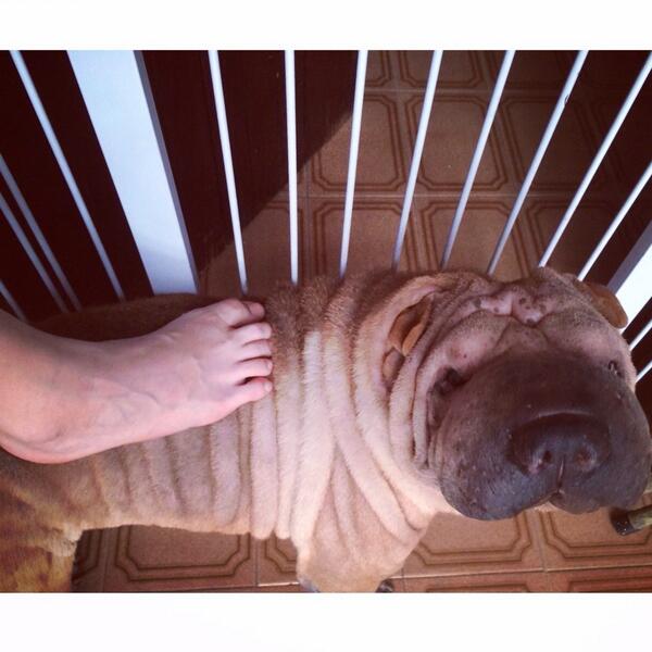Biibs_a's tweet photo. pé bonito em um cachorro bonito http://t.co/gjBnTMFXgY