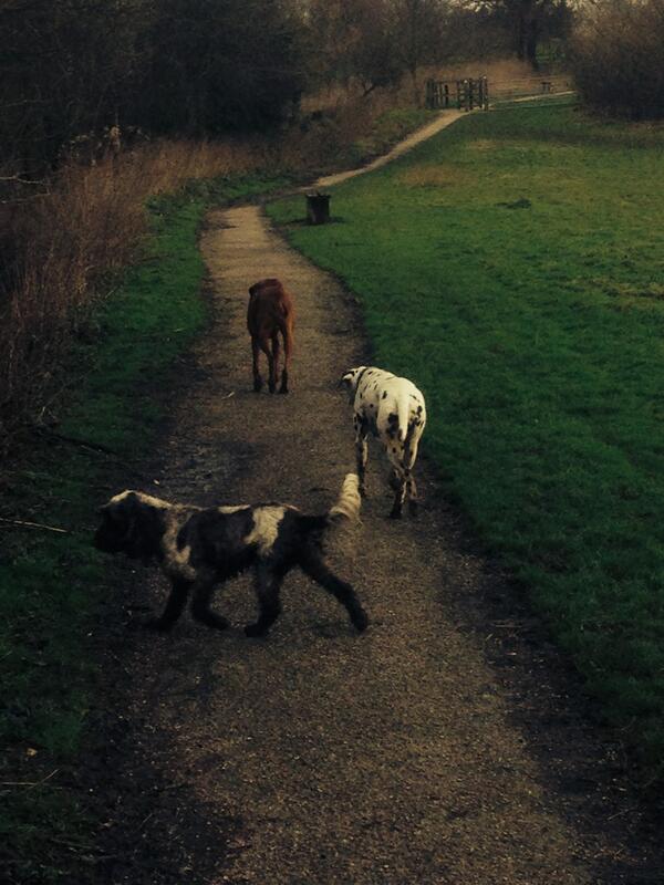 HarrietKateWent's tweet image. Lovely afternoon walk with the crew #dogs #springlane #walks @WShortridge