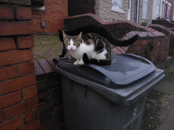 Lpscandytv's tweet photo. Me and BFF found these two on way home they R so adorable they always came up to us aw http://t.co/tKYvucs2Dk