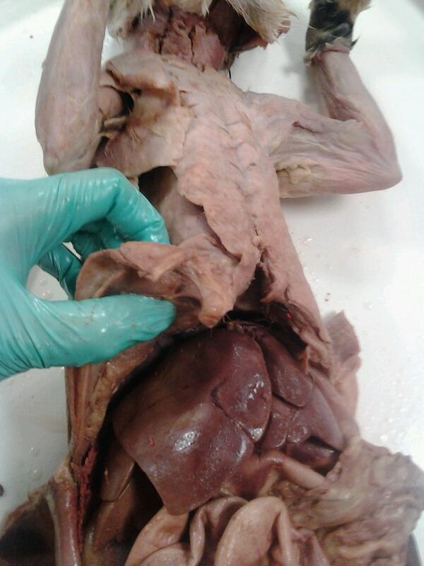 ForeverrRed's tweet photo. Cat's liver. #dissection #anatomy #nursingschoolprobs http://t.co/QDqIGDAIe8