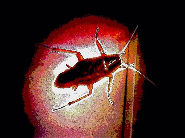 ExterPlus's tweet image. Fumigamos su Hogar contra Alacranes, Arañas y Cucarachas... Tratamientos contra Roedores... Presupuestos Sin ,Costo.