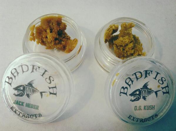 BadfishExtracts's tweet photo. KindPeoples is proud to rep Badfish concentrates. Check out these beauties, OG Kush and Jack Herer here in Santa Cruz http://t.co/HktECSKo6K