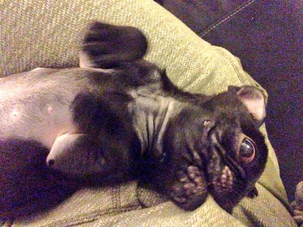 ashleaxtx's tweet photo. Too cute ...love him #pug #puppy ❤️ http://t.co/zDr7jxelYu