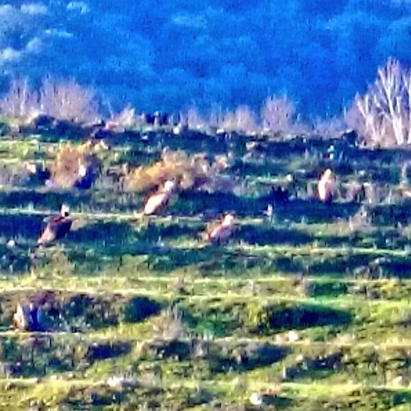 Los buitres al acecho, como los políticos que nos gobiernan, al acecho