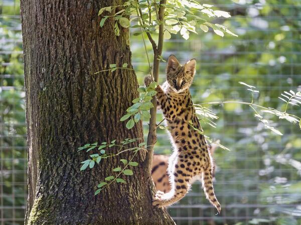 Just hanging